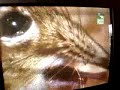 Animal planet - smieszne zwierzaki