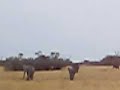 Elephant Rampage - moremi - Botswana 2/2 watch 1/2 first Elephant Rampage - moremi - Botswana 2/2 watch 1/2 first
