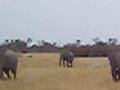 Elephant Rampage - moremi - Botswana 2/2 watch 1/2 first