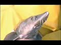 �Volver� el caviar al Guadalquivir?