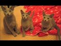 YouTubeサムネイル[TEWroYy4QbY] - 1枚目