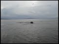 Chased by Hippos