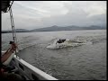 chased by hippos