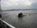 Chased by Hippos