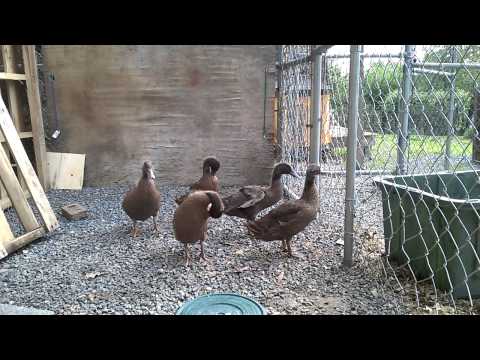 how to care for khaki campbell ducklings