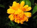 Frederic Chopin – Nocturne op. 9 No. 2