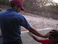 sobrinho mala