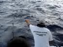 Therons sailfish