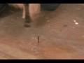 Floor Squeak