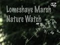 Lomeshaye Video