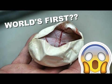 YouTube reptile video