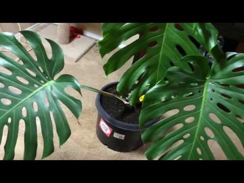 how to transplant split leaf philodendron