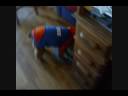 Boise State Tater