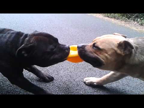 staffie