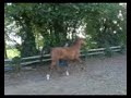 Makoub au trot