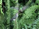 Hummingbird feeding her chick Hummingbird feeding her chick