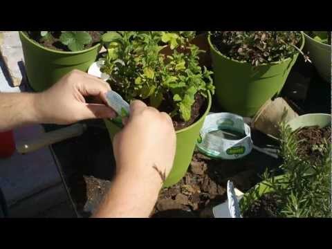 how to transplant mint