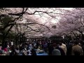 花見上野公園. Hanami Ueno park.
