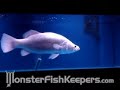 Platinum Barramundi ( Lates calcarifer )