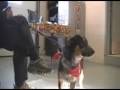 Jefferson County Dog Control