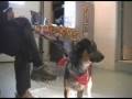 Jefferson County Dog Control