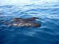 videos de Nager avec les Dauphins en Méditerrannée avec Cala rossa Dream / www.cala-rossa-dream.com