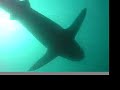Shark Encounter Shark Encounter