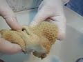 Rynienka naczyniowa prze?uwacz uwm anatomia Rynienka naczyniowa prze?uwacz uwm anatomia