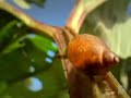 Caracol Zombie controlado x 1 gusano parasito Caracol Zombie controlado x 1 gusano parasito