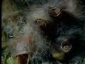 Attenborough - Feed Me
