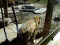 Trip from Toronto Zoo: Look a Tiger! # 2 Trip from Toronto Zoo: Look a Tiger! # 2