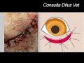 cirugia palpebral