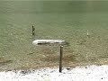BALLADE AU LAC D\
