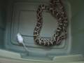 Burmese python kills mouse: Snakes for sale