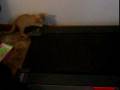 videos de Kitten scared by treadmill