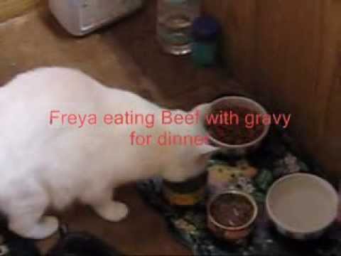 Варить Кота