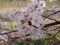 山本和恵     桜 ～愛しい人へ～       作詞  舞鶴たかみ ／ 作曲  井上慎之介 ／ 編曲  周防泰臣