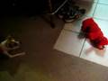 Elmo-Scares-Doggie