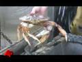 On the Water, Tough Season for Crabbers
