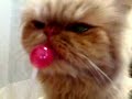 cute persian cat enjoying lollypop
