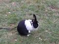 Dutch bunny in a yard.