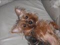 Yorkie models to Rupaul 's Jealous of My Boogie