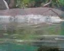 Olter swimming Olter swimming
