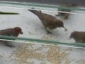 the-canaries.html