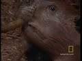 Beavers Are Genius Beavers Are Genius