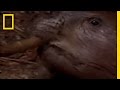 Beavers Are Genius
