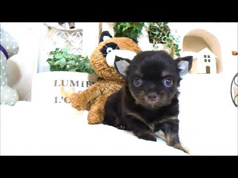 YouTube Preview Image