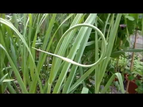 how to harvest scapes