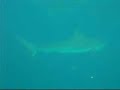 Four Bull Sharks circling