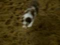 videos de Puppies For Sale